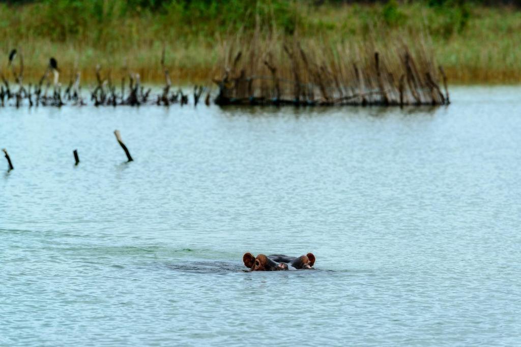 Kosi Forest Lodge Manguzi Zewnętrze zdjęcie