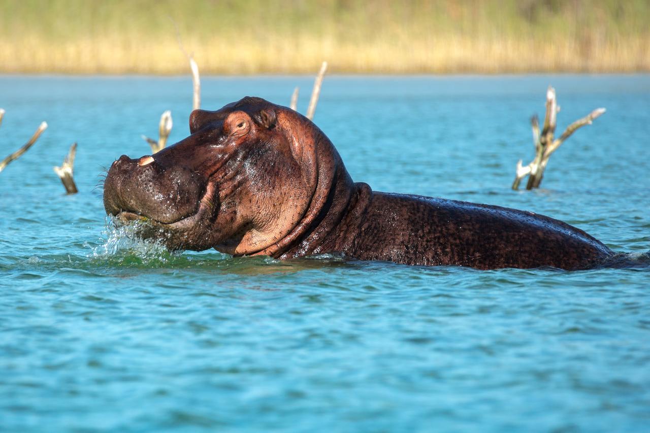 Kosi Forest Lodge Manguzi Zewnętrze zdjęcie