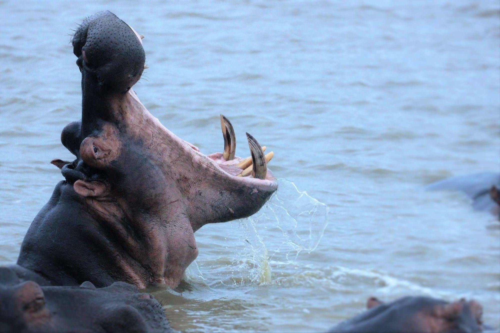 Kosi Forest Lodge Manguzi Zewnętrze zdjęcie