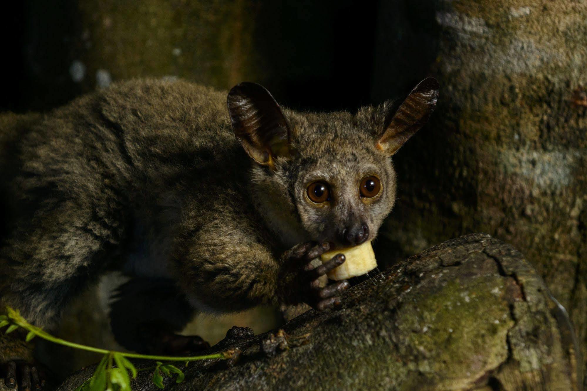 Kosi Forest Lodge Manguzi Zewnętrze zdjęcie